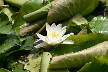 Garsington Waterlily、2009